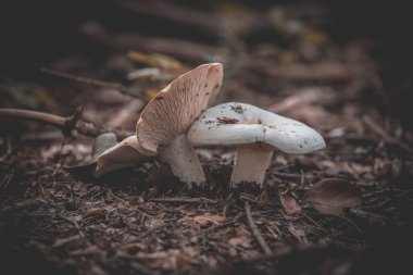 Ormanda küçük beyaz sonbahar mantarı. Yakın plan.