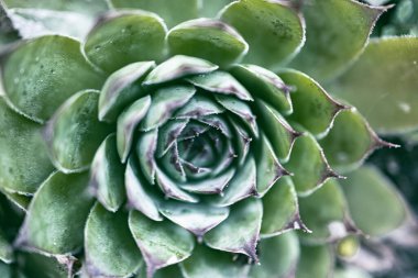 Güzel yeşil rosette sulu bitki Yaz bahçesinde yakın plan