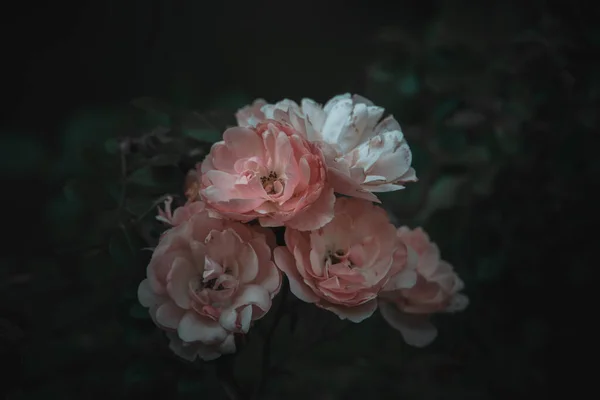 Vacker Rosa Ros Busken Mot Mörk Bakgrund Trädgården — Stockfoto