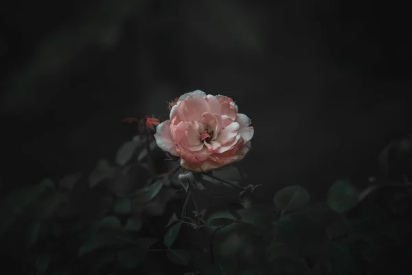 Vacker Rosa Ros Busken Mot Mörk Bakgrund Trädgården — Stockfoto