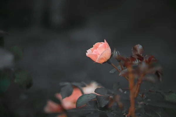 Bella Rosa Rosa Sul Cespuglio Uno Sfondo Scuro Giardino — Foto Stock