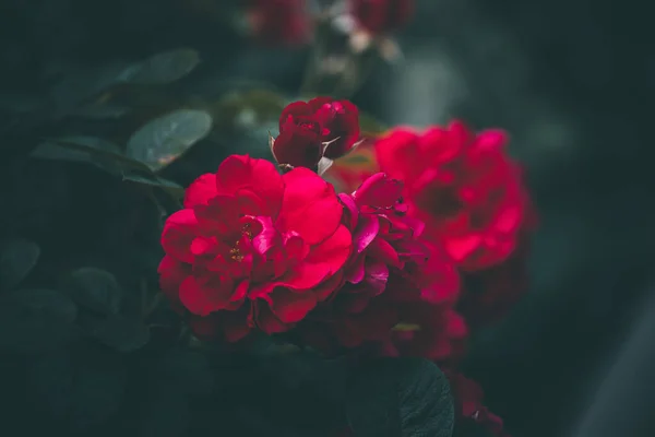 Schöne Rote Rose Strauch Vor Dunklem Hintergrund Garten — Stockfoto