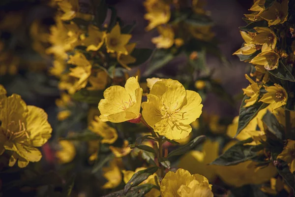 Όμορφα Κίτρινα Λουλούδια Στον Κήπο Μια Ζεστή Καλοκαιρινή Μέρα — Φωτογραφία Αρχείου