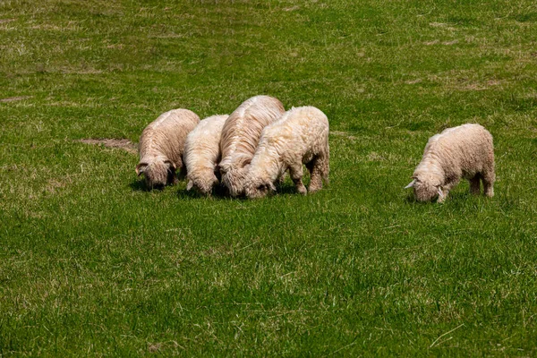 Moutons Blancs Pâturant Sur Une Prairie Verte Dans Les Montagnes — Photo