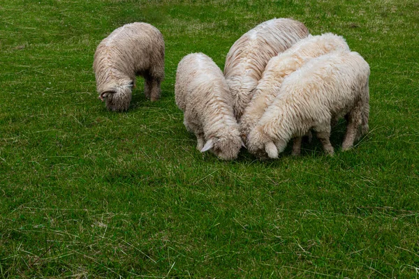 暖かい夏の日にポーランドのタトラ山脈の緑の牧草地で白い羊の放牧 — ストック写真
