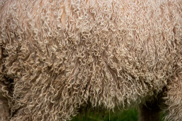 Schöne Natürliche Cremige Wolle Hintergrund Nahaufnahme Von Schafen Weiden Den — Stockfoto