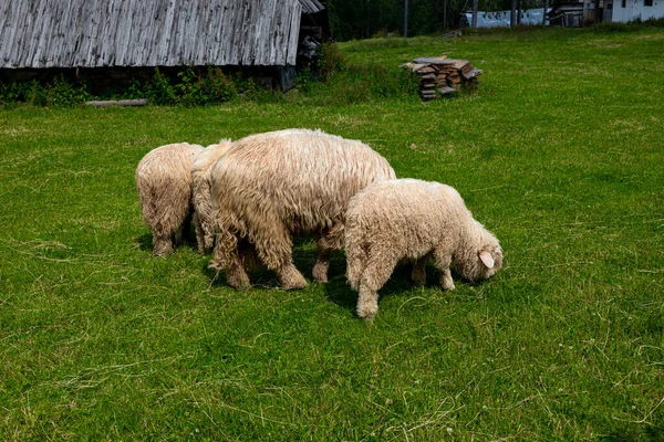 一个温暖的夏日 白羊在波兰鞑靼山脉的绿色草地上吃草 — 图库照片