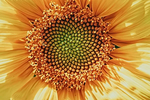 Krásná Žlutá Slunečnice Květina Zblízka Tvoří Přirozené Pozadí — Stock fotografie