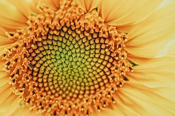 Красива Жовта Квітка Соняшнику Крупним Планом Формує Природний Фон — стокове фото