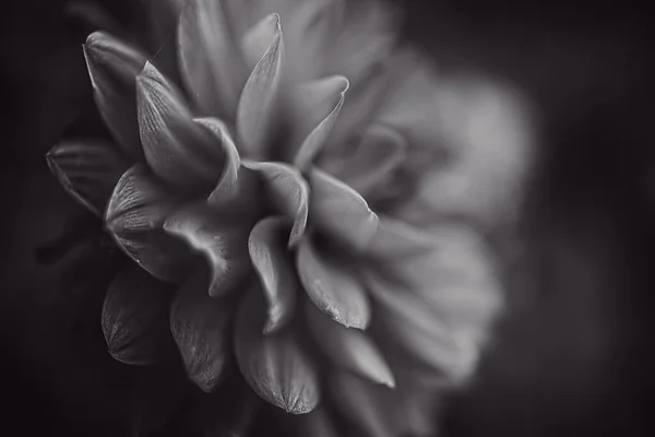 Güzel Pembe Yıldız Çiçeği Yeşil Arka Planda Yaz Bahçesinde — Stok fotoğraf