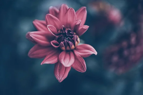 Bellissimo Fiore Rosa Dalia Nel Giardino Estivo Sfondo Verde — Foto Stock