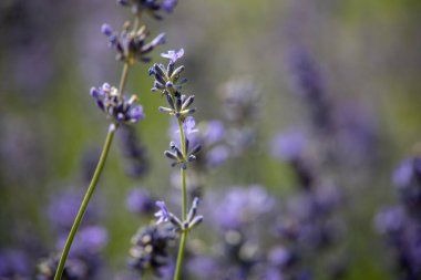 Bahçede yetişen güzel yaz bitkisi lavanta çiçeği