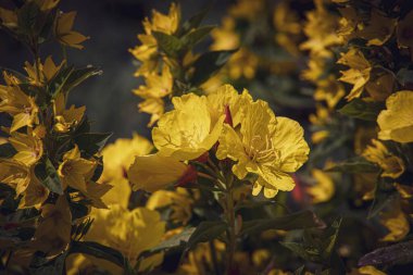 Sıcak bir yaz gününde bahçede güzel sarı çiçekler