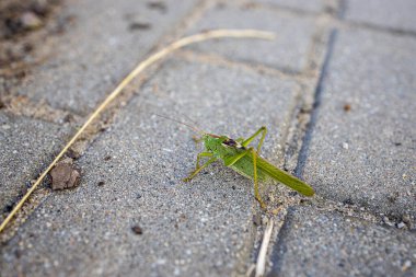 Şehrin gri kaldırımında güzel yeşil çekirge