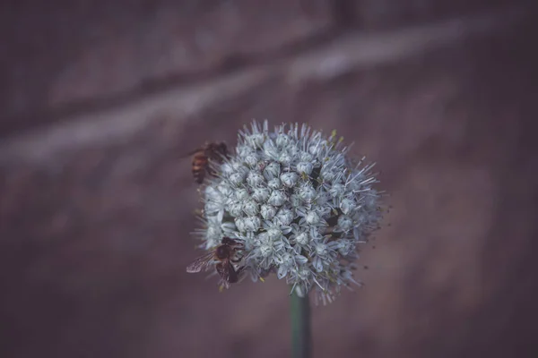 Krásný Česnek Květina Pastelové Teplé Pozadí Včelkou — Stock fotografie