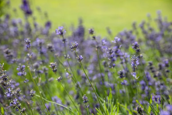 Bela Flor Lavanda Erva Verão Crescendo Jardim — Fotografia de Stock