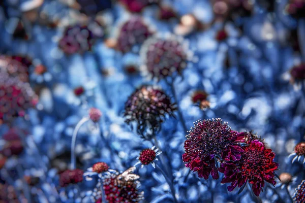 Belle Prairie Bleue Abstraite Sur Une Journée Été Avec Des — Photo