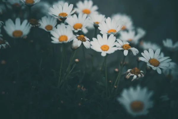 Красиві Білі Ромашки Зеленому Тлі Саду Літній День — стокове фото