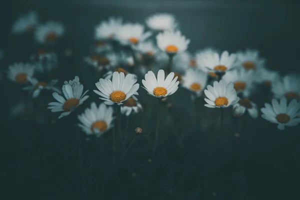 Bellissime Margherite Bianche Sfondo Verde Giardino Una Giornata Estiva — Foto Stock