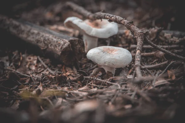 Kis Fehér Őszi Gomba Erdőben Közelkép — Stock Fotó