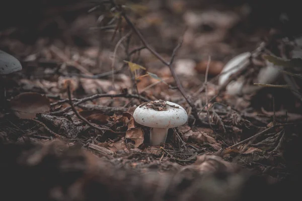 Kis Fehér Őszi Gomba Erdőben Közelkép — Stock Fotó