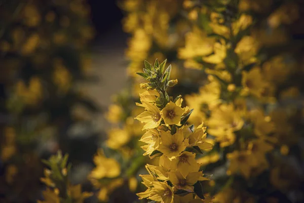 Belas Flores Amarelas Jardim Dia Quente Verão — Fotografia de Stock