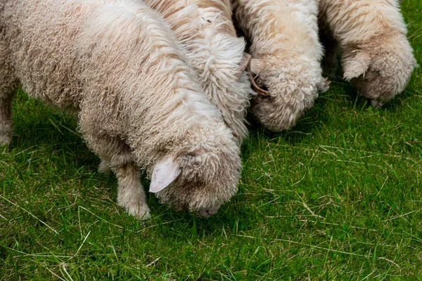 White Sheep Grazing Green Meadow Polish Tatra Mountains Warm Summer — Stock Photo, Image