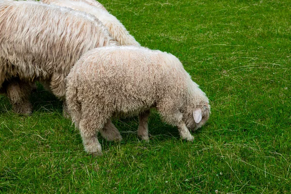 Weiße Schafe Weiden Einem Warmen Sommertag Auf Einer Grünen Wiese — Stockfoto