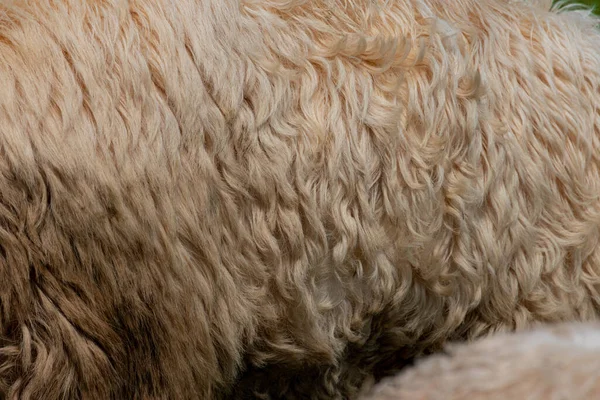 Piękne Naturalne Kremowe Wełna Tło Zbliżenie Owiec Wypasu Górach — Zdjęcie stockowe