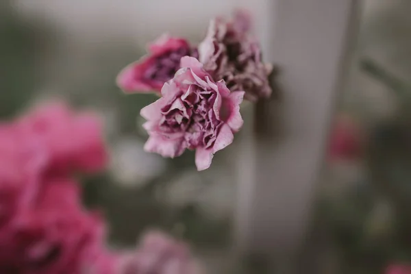 Schöne Zartrosa Rose Vor Einem Hintergrund Grüner Blätter Einem Sommergarten — Stockfoto