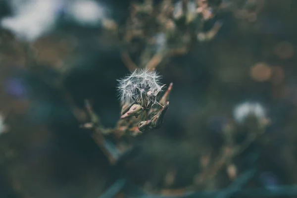 Petite Fleur Été Pissenlit Sur Fond Vert Gros Plan — Photo