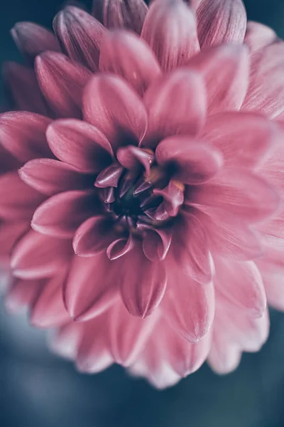 Piękny Różowy Kwiat Dahlii Ogrodzie Letnim Zielonym Tle — Zdjęcie stockowe