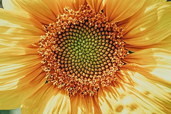 Krásná Žlutá Slunečnice Květina Zblízka Tvoří Přirozené Pozadí — Stock fotografie