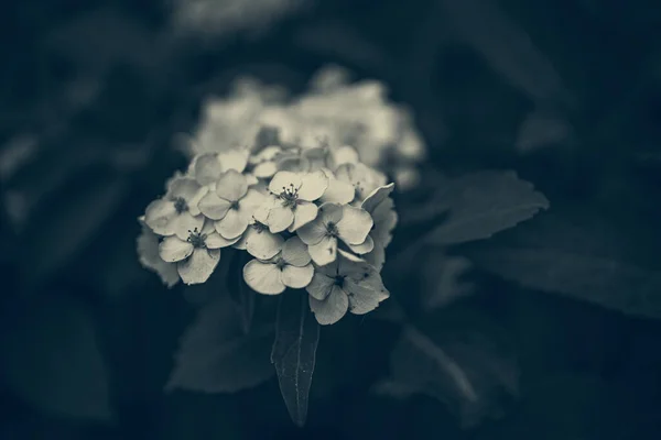 夏の庭の緑の葉の間に白いアジサイの美しい花 — ストック写真