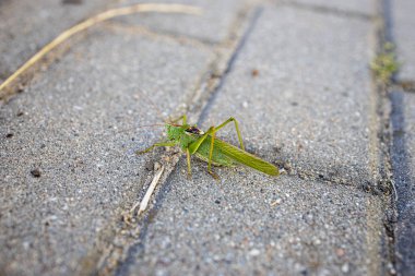 Şehrin gri kaldırımında güzel yeşil çekirge