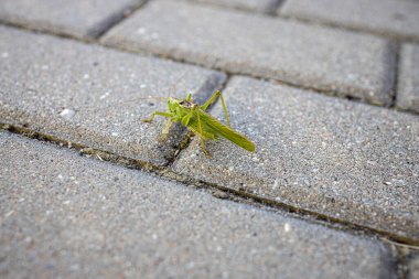 Şehrin gri kaldırımında güzel yeşil çekirge