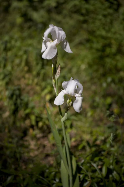 Bela Flor Íris Branca Jardim Fundo Verde — Fotografia de Stock