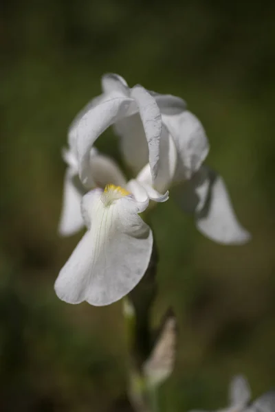 Piękny Biały Kwiat Tęczówki Ogrodzie Zielonym Tle — Zdjęcie stockowe