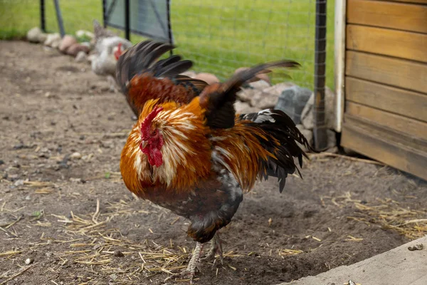 Beautiful Colorful Rooster Free Range Outdoor Farm — Stock Photo, Image