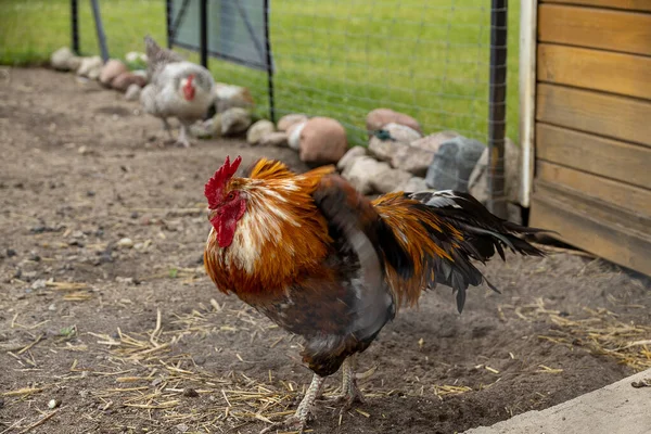 Beautiful Colorful Rooster Free Range Outdoor Farm — Stock Photo, Image