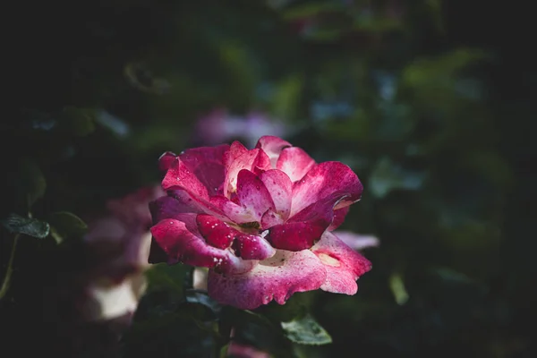 Schöne Weiß Rosa Rose Einem Sommergarten Vor Einem Hintergrund Aus — Stockfoto