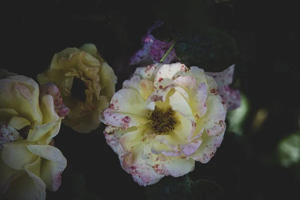 Bella Rosa Bianca Rosa Giardino Estivo Uno Sfondo Foglie Verdi — Foto Stock