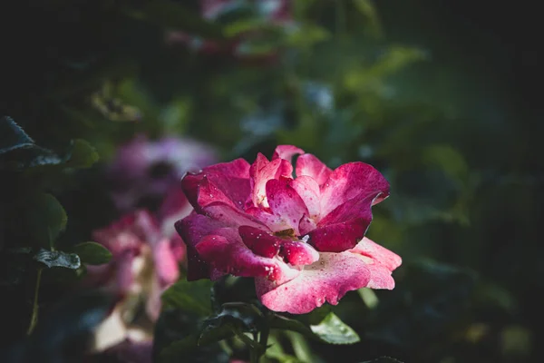 Krásná Bílo Růžová Růže Letní Zahradě Pozadí Zelených Listů — Stock fotografie