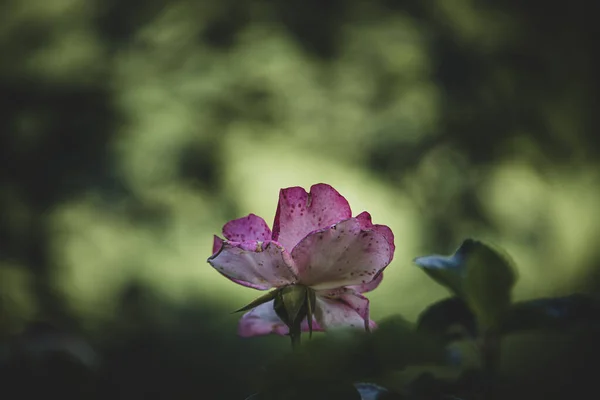 Красивая Бело Розовая Роза Летнем Саду Фоне Зеленых Листьев — стоковое фото