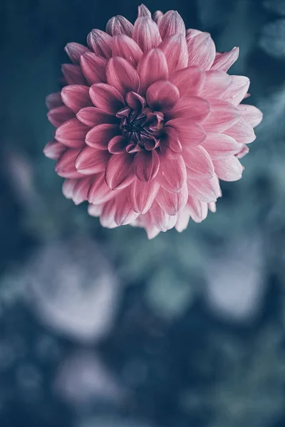 Красивый Розовый Цветок Георгины Летнем Саду Зеленом Фоне — стоковое фото