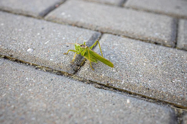 Şehrin gri kaldırımında güzel yeşil çekirge