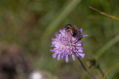 Çayırda sıcak bir yaz gününde mor bir çiçekte küçük bir böcek.