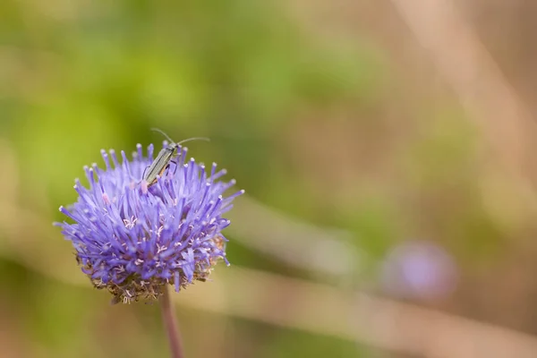 Malý Hmyz Fialovém Květu Teplého Letního Dne Louce — Stock fotografie