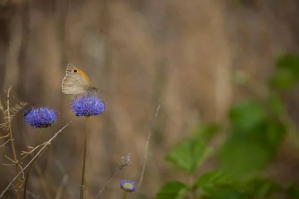 Schöner Weißer Schmetterling Auf Einer Lila Blume Einem Warmen Sommertag — Stockfoto
