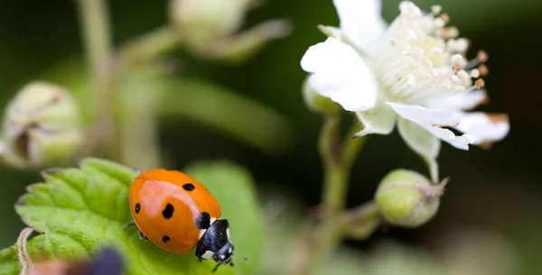 Piccola Coccinella Rossa Una Pianta Una Calda Giornata Estiva Prato — Foto Stock